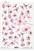 kwiatek Cosmos, kwiat Warszawianka, Kwiatek Warszawianka czyli Cosmos, różowe kwiaty, R063, flower, flowers, meadow, garden, cosmos, flores ''cosmos'' , kleine Blume ''Kosmos'' 